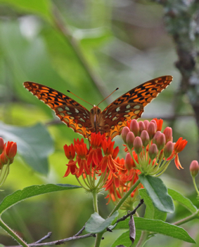 Great Spangled Fritillary